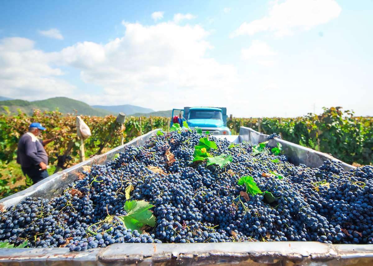Chelti — Georgian wine tastings (5/5)