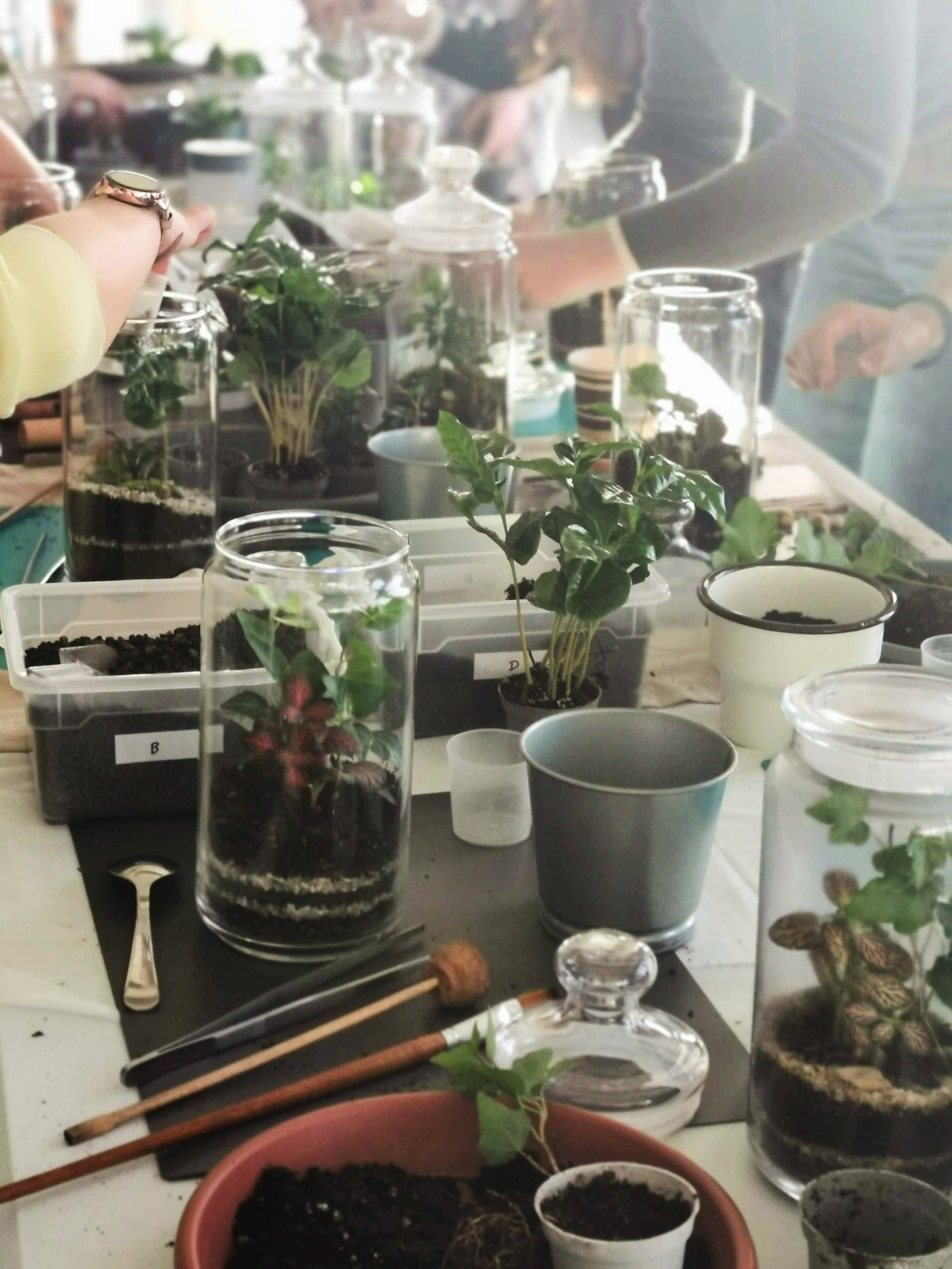 Petite Jungle — Terrarium workshops (3/8)