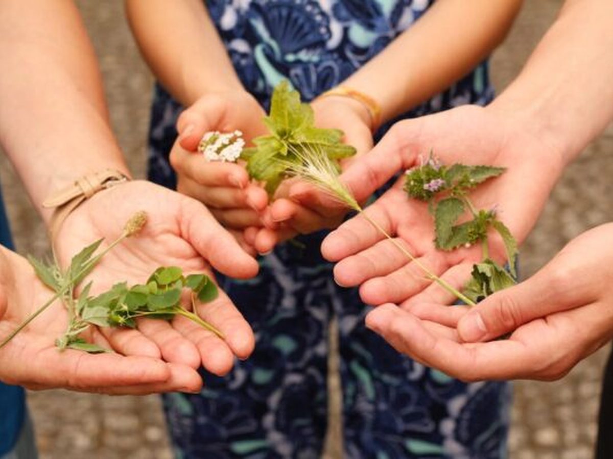 Waldsamkeit — Wild herb walks
