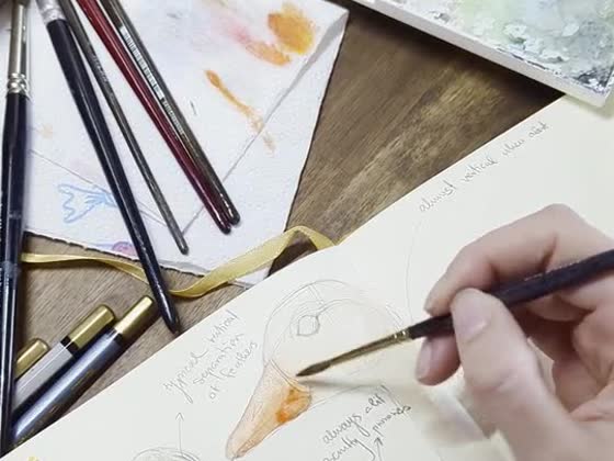 Watercolour bird sketching · Maximiliana