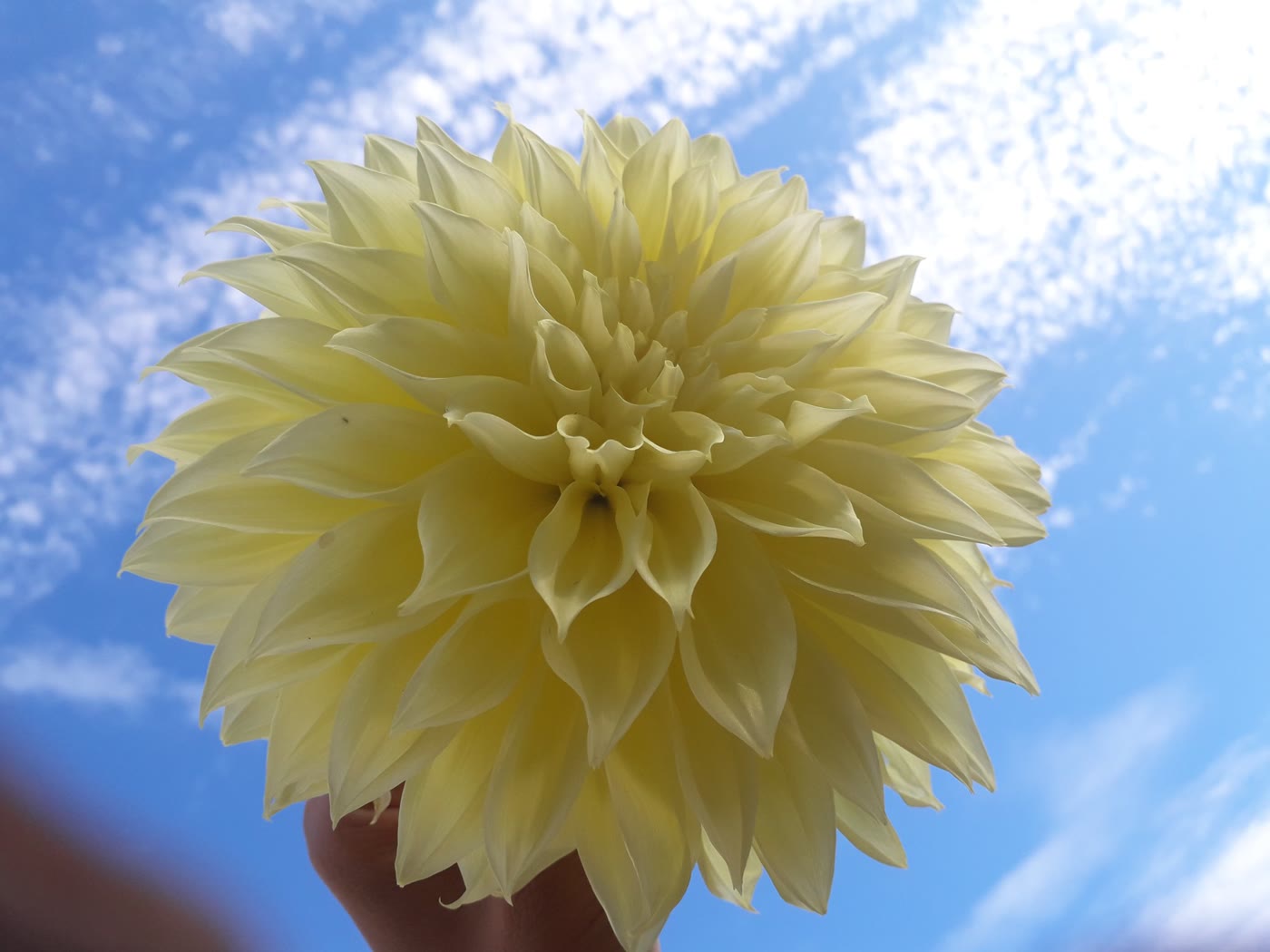 A dahlia from the garden against the sky